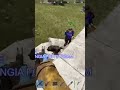 WOLF AI NEEDS TO BE NERFED!  #rust #rustconsole #rustgame #gaming #rustclips #funny