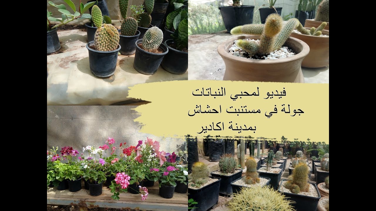 جولة في مستنبت احشاش بمدينة اكادير...| نباتات في جميع الاشكال واثمنة جد مناسبة👌