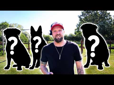 3 Best Large Dog Breeds For First Time Owners