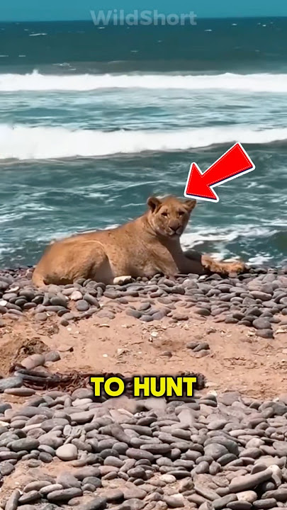 😱 Desert Lions Hunting Seals?!🦁