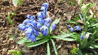 Весенние первоцветы в саду Spring flowers primroses