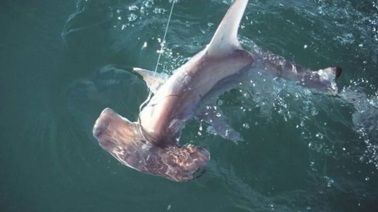 Amazing Hammerhead shark facts YouTube