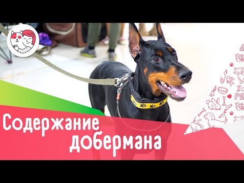 5 особенностей содержания добермана