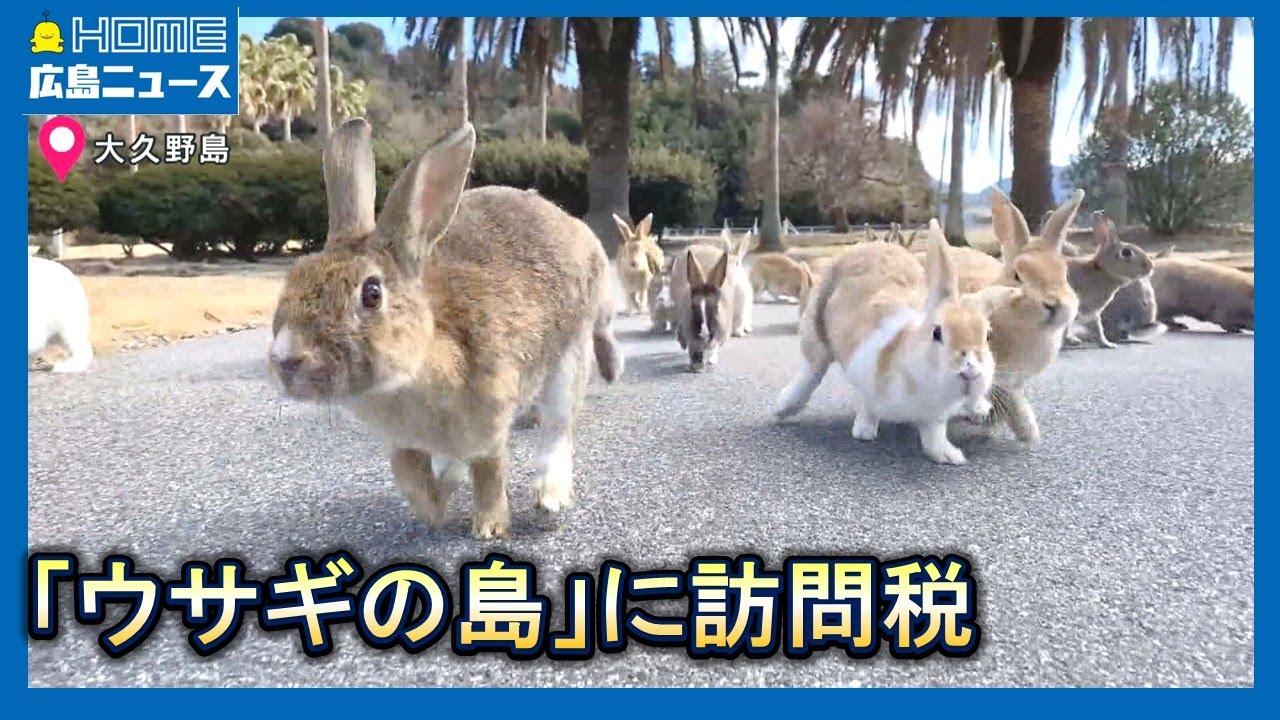 ウサギの島」大久野島への訪問税導入に予算案 防犯カメラも設置へ