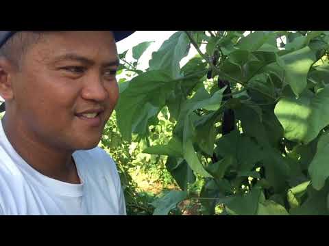 Video: Lumalagong Mga Eggplants Malapit Sa St