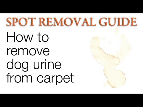 Video: Tips Membersihkan Noda Anjing Dari Karpet Anda