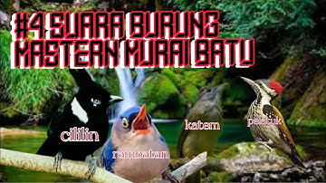 SUARA_BURUNG_MASTERAN_KOMBINASI_CILILIN_KAPASTEMBAK_PELATUKBAWANG_RAMBATAN_2024