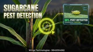 #wingztechnologies SUGARCANE PEST DETECTION AND CONTROL MANAGEMENT USING CNN screenshot 1