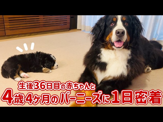 1-Day Vlog] Celebrating Discharge! Bringing Home Our Bernese Baby