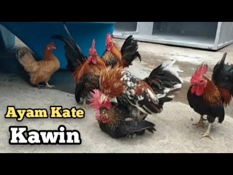 LIHAT AYAM KATE KAWIN ...