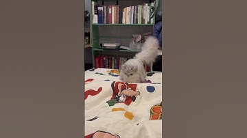 Cute Cat Reacts To Feet Under Blanket
