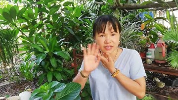 Kỹ thuật trồng và chăm sóc hoa cẩm tú cầu