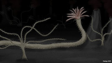 Life of Reccembra - Coralliformes