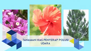 IPB Pedia: Mengenal Tanaman Hias yang  Menyerap Polusi Udara
