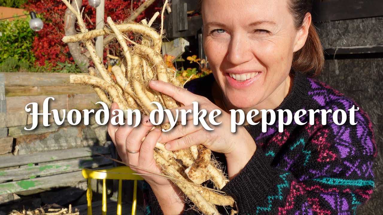 Hvordan dyrke pepperrot