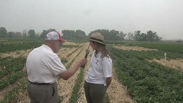 Cover crops: Weed control in Soybeans
