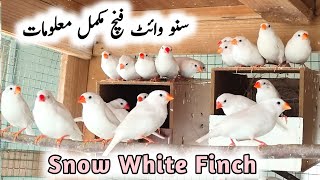 Snow White Finch Breeding Tips & Male Female Differences | Snow White Zebra Finch Price, Sound, Care