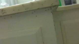 Ants In The Pants Are A Pain In The Ass