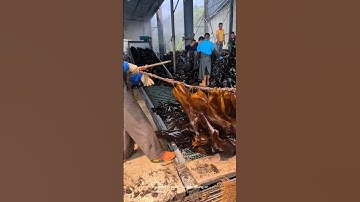 The fascinating world of seaweed farming