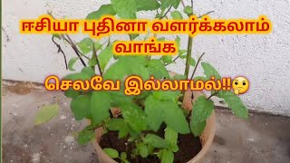 how to grow mint/புதினா வளர்ப்பு முறை/how to grow mint from cuttings