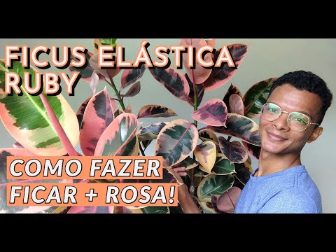 Ficus Elástica Ruby - por que não fica tão rosa? Saiba o motivo! - YouTube