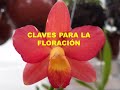 Seis claves para lograr la  FLORACIÓN de tus ORQUÍDEAS