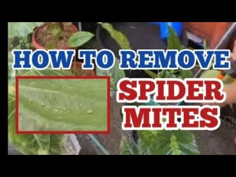 Video: Paano Makitungo Sa Mga Spider Mite