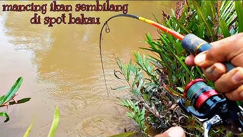 MANCING IKAN SEMBIlANG DI SPOT BAKAU