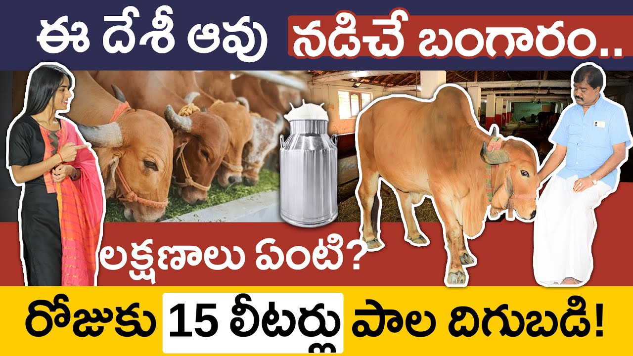 Gir Cow Farming in Telugu | Gir Cow Milk Production Per Day | How to Start Gir Cow Farming?Gir Avulu