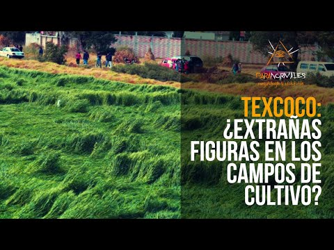 Texcoco: ¿Extrañas figuras en campos de cultivo?
