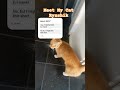 MEET RYZSHIK 🐈 #shorts #youtubeshorts #youtube #myanimal #cute #cutiepie