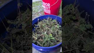 Storksbill