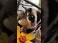 Ruby playing around in her cage #funnyvideo #sugarglindar #pets #animals