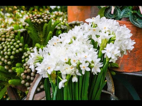 how to plant paperwhite bulbs youtube paper white flower bulb