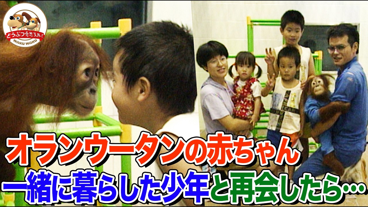 飼育員の自宅で育てられたオランウータンの赤ちゃん！大きくなって3人の子どもたちと再会したら...ディディ人工保育の記録パート②（とべ動物園）【どうぶつ奇想天外／WAKUWAKU】