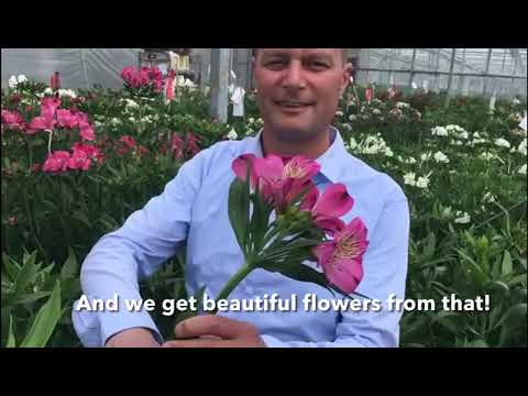 Hilverda De Boer - Tesselaar Alstroemeria grower visit