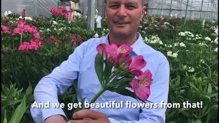 Hilverda De Boer - Tesselaar Alstroemeria grower visit