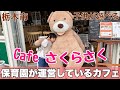 【子供が遊べるカフェ】保育園が運営している栃木市「Cafe さくらさく」でくつろいできた!