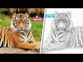 Pencil sketch art photoshop action | Photoshop CS6 | Multi Tech