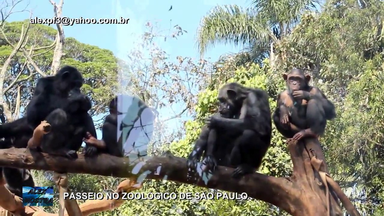 Zoo Safari Brazil Sao Paulo Sp Zoopark Safari Safari Zoologico Youtube