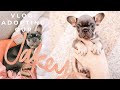 VLOG: Adopting Our French Bulldog!