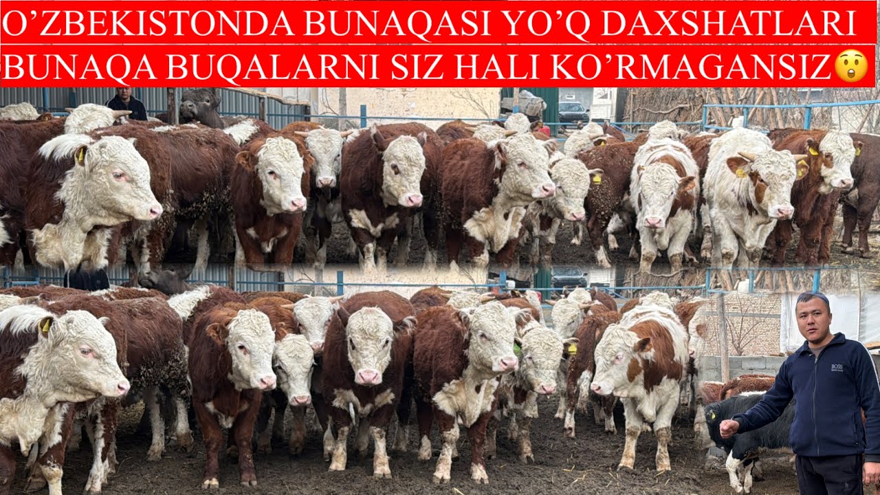 BUNAQA BUQALAR HALI UZB GA KELMAGAN O’TA DAZSHATLARI KELDI 😲😲