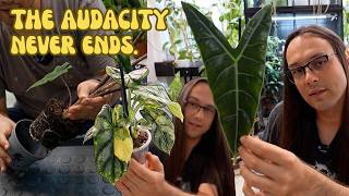 so I have Alocasia now 🤪 let's repot them! 🪏🪴