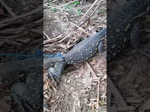 cek perangkap biawak