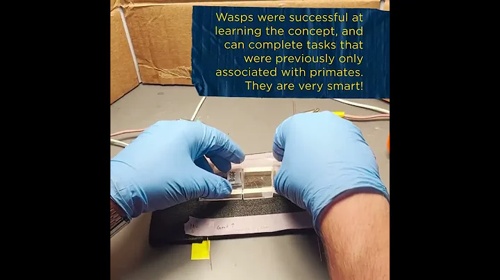 U-M study: Paper wasps form abstract concept of sa...