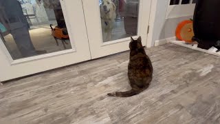 Dogs at a cat cafe