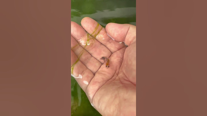 We have 3 kind of #baby #guppy #mollyfish #goldfish #aquarium #reels #viral #fishtank #fish