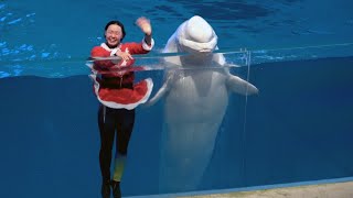 Christmas Version 2   Yokohama Hakkeijima Sea Paradise Animal Show 【4K】