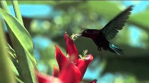 JW Player- Download - LongTail Video - Home of the JW Player.mp4