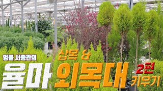 율마 외목대 & 삽목 키우기 🌲 Goldcrest Wilma breeding & Topiary